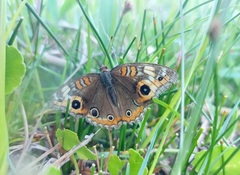 Junonia litoralis