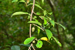 Actinidia callosa discolor