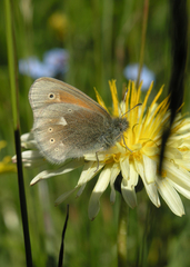 Coenonympha tullia chatiparae