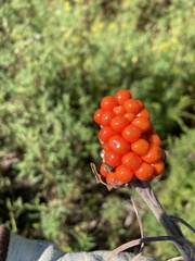 Arisaema triphyllum