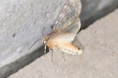 Pseudohemihyalea labecula