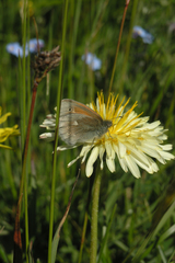 Taraxacum confusum