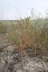 Petrosimonia oppositifolia