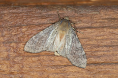 Pseudohemihyalea labecula