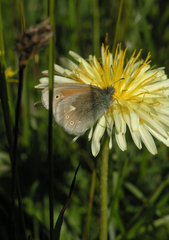 Coenonympha tullia chatiparae