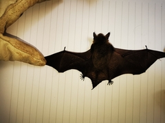 Myotis daubentonii
