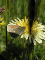 Coenonympha tullia chatiparae