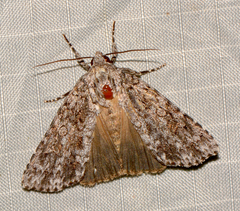 Acronicta immodica