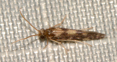Agraylea