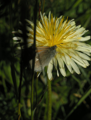 Coenonympha tullia chatiparae