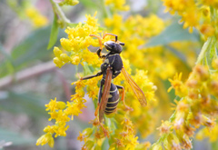 Polistes nimpha
