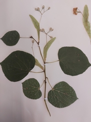 Tilia euchlora