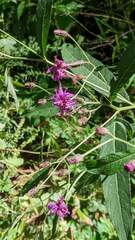 Vernonia