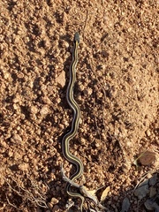 Thamnophis cyrtopsis