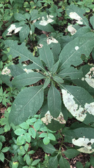 Eutrochium purpureum