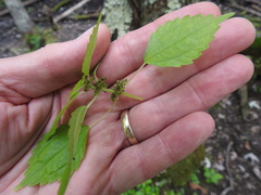 Pilea fontana