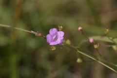 Agalinis skinneriana