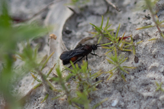 Dasymutilla ursus