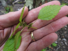 Pilea fontana
