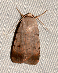 Anicla illapsa