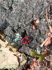 Pyrrhocoris apterus