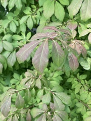 Euonymus alatus