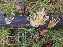 Mycena renati