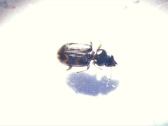 Bembidion