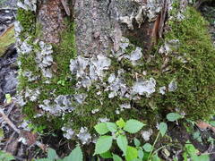 Peltigera