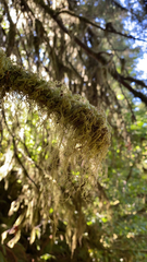 Pseudisothecium stoloniferum