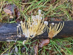 Mycena renati