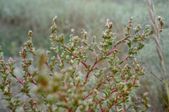 Petrosimonia oppositifolia