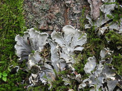 Peltigera