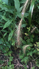 Elymus canadensis