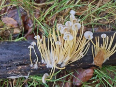 Mycena renati