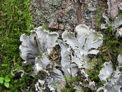 Peltigera