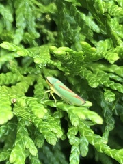 Graphocephala fennahi