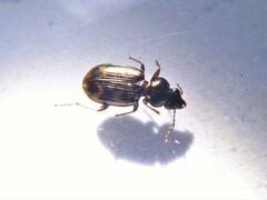 Bembidion