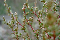 Petrosimonia oppositifolia
