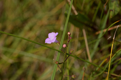 Agalinis skinneriana