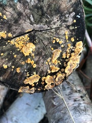 Lachnellula