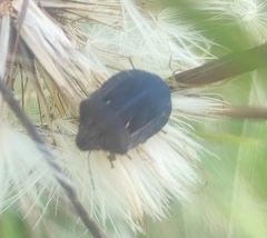 Eurygaster testudinaria