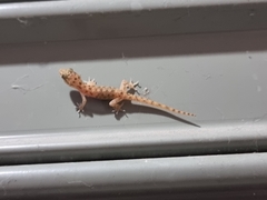 Hemidactylus parvimaculatus