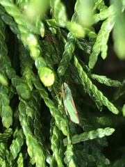 Graphocephala fennahi
