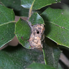 Callirhytis perfoveata
