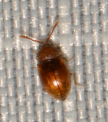 Atomaria