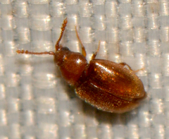 Atomaria
