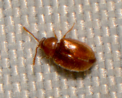 Atomaria