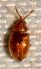 Atomaria
