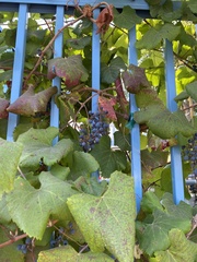 Vitis californica